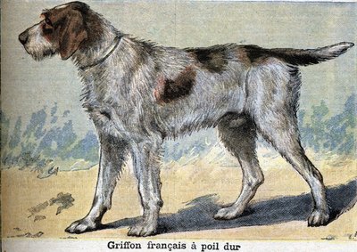 Cão de caça: Griffon francais de pêlo duro de Unknown artist