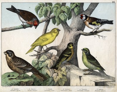 Ilustração para "História natural das aves", ed. Hoepli, Milão de Unknown Artist