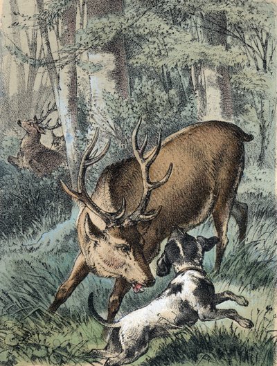 Ilustração dos contos de Franz Hoffmann "Contos e Fábulas - "Os 2 veados": um veado a fugir e o outro a lutar com um cão. Cromolitografia do século XIX. de Unknown artist
