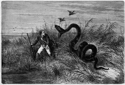 Incidente na savana de uma caça ao pato. Excerto de "Journey to French Guiana" de Frederic Bouyer, capitão de fregate. Gravação em "L
