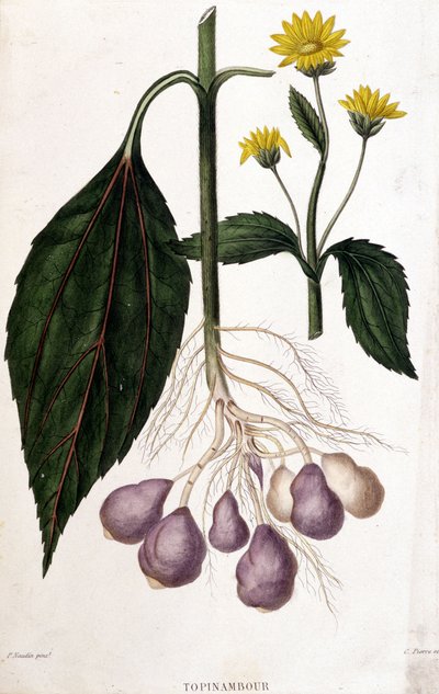Alcachofra de Jerusalém - tabuleiro botânico de Unknown artist
