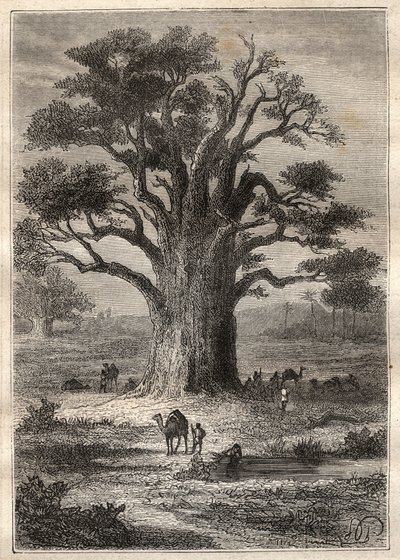 Viagem (1798) de Frederic Conrad (Konrad) Hornemann (1772-1801) a Fezzan (Líbia): um baobá - ilustração tirada de "Os Grandes Marinheiros do século XVIII". de Unknown artist