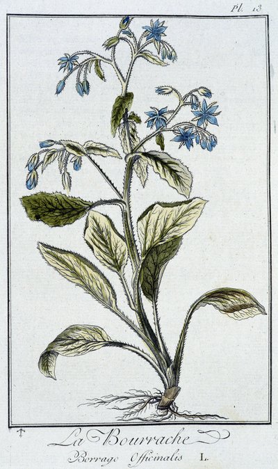 La Bourrache (Borrage Officinalis) - em "Exercises de botany à l