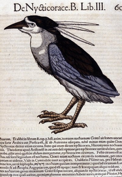 O comedor de abelhas em Historia Animalium por Conrad Gesner (1516 - 1565), Tiguri de Unknown artist