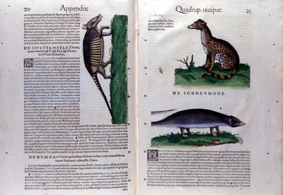 O civet, a hiena e o mangusto, em Historia Animalium de Conrad Gesner (1516 - 1565), Tiguri de Unknown artist