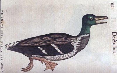 O souchet ducar em Historia Animalium de Conrad Gesner (1516 - 1565), Tiguri de Unknown artist