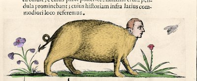 O manticore - em "De monstrorum natura causis libri duo", de Fortunio Liceti de Unknown artist