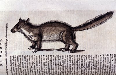 A marta (ou marta) em Historia Animalium de Conrad Gesner (1516 - 1565), Tiguri de Unknown artist