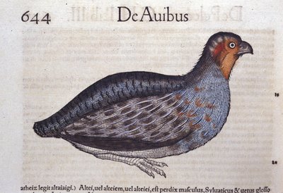 A perdiz em Historia Animalium de Conrad Gesner (1516 - 1565), Tiguri de Unknown artist