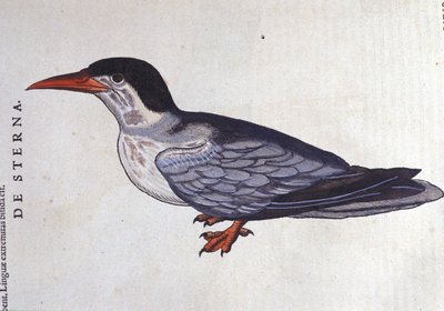 La tern ou engolir des mers em Historia Animalium de Conrad Gesner (1516 - 1565), Tiguri de Unknown artist