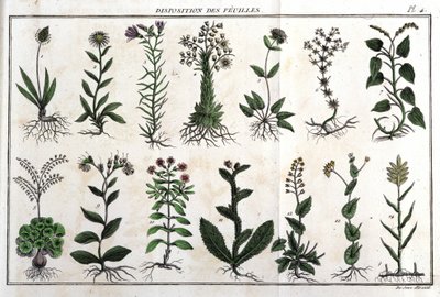 Disposição das folhas: em "Flora Françoise, ou uma breve descrição de todas as plantas que crescem naturalmente em França, dispostas de acordo com um novo método de análise ao qual a citação das suas virtudes menos equívocas na medicina, e a sua utilidade  de Unknown artist