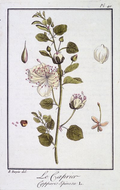 Le Caprier (Capparis Spinosa) - em "Exercises de botany à l