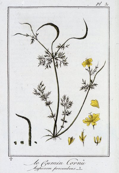 Le Cumin Cornu (Hypecoom procumbens) - em "Exercises de botany à l