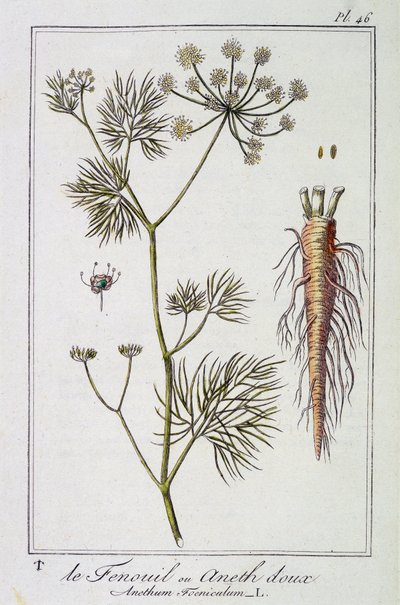 The Fennel or Sweet Dill (Anethum Foeniculum) - em "Exercises de botanique à l