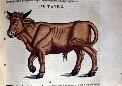 Taurus. in Historia Animalium de Conrad Gesner (1516 - 1565), Tiguri de Unknown artist