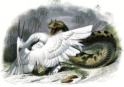 Le ceraste (Vipera cerastes) - Prato de História Natural de Bernard Germain de Lacepede (1856-1925), edição P.Furme, Paris de Unknown artist