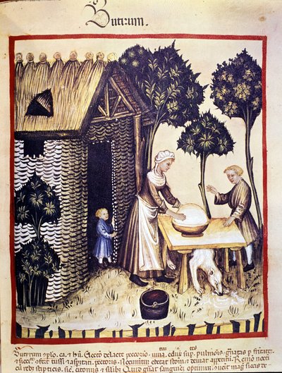 Fabricação de manteiga. Iluminação a partir da ordenha de medicamentos e dietética "Tacuinum sanitatis". de Unknown artist