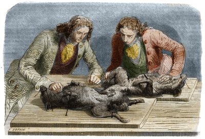 Experiência médica: transfusão de sangue realizada em dois cães em Paris, em 1667. Gravura de 1857 a partir de um desenho de Claude Perrault. de Unknown artist