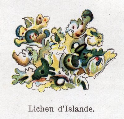 Plantas medicinais e botânicas alimentares: Líquen da Islândia. Gravura em "La medicinal naturelle", de Friedrich Eduard Bilz (1842-1922) de Unknown artist