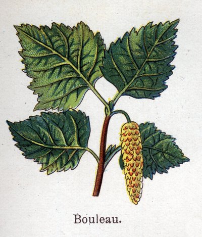 Plantas botânicas medicinais e alimentares: bétula. Gravura em "La medicinal naturelle", de Friedrich Eduard Bilz (1842-1922) de Unknown artist