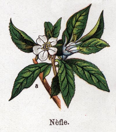 Plantas medicinais e botânicas alimentares: nefle. Gravura em "La medicinal naturelle", de Friedrich Eduard Bilz (1842-1922) de Unknown artist