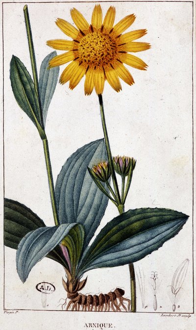 Planta medicinal: Arnic (ou arnica) - tábua botânica, finais do século XIX. de Unknown artist