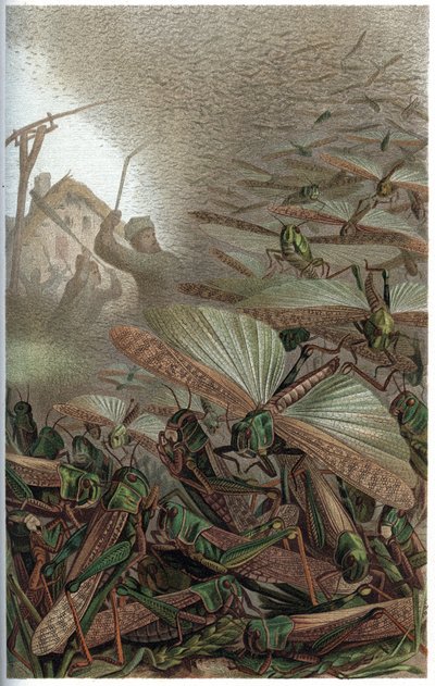 Gafanhoto Migratório - O gafanhoto migratório (Locust migratoria) - gravura de "Brehm