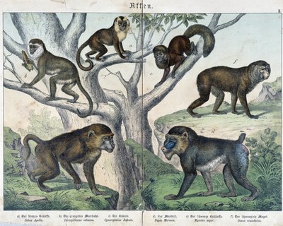 Macacos: macacos... - em "Histórias naturais de mamíferos", Ed. Schreiber de Unknown artist