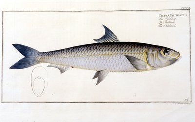 Placa de História Natural: O Pilchard depois da "Ictiologia" de Bloch. Gravura do século XIX. de Unknown artist