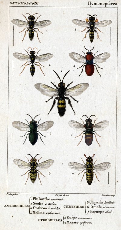 Quadro de história natural. Entomologia. Família Hymenopteres. Antófilos: 1. Coroa filantrópica; 2. 4 Manchas Scoile; 3. Rastreio de Crabron; 4 Melline ruficorne. Chryside: 5. Lucidulous Chryside; 6. cérebro Omalum; 7. carne parnope. Pterodiples: 8. Área c de Unknown artist