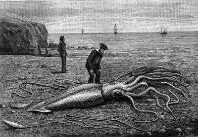 Polvo da costa da Terra Nova, Terra Nova: "Architeuthis princeps". Gravura em "La Nature: Revue des sciences et de leurs applications aux arts et a l