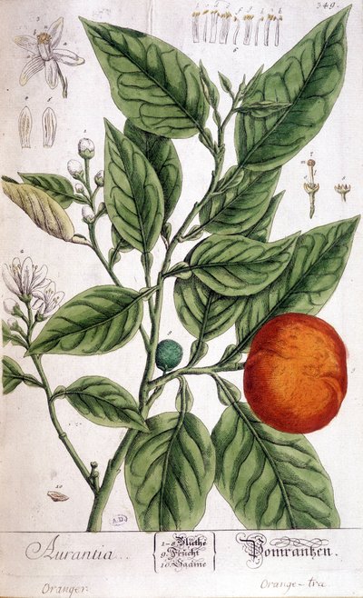 Orange (Aurentia) - Arts Deco de Unknown artist