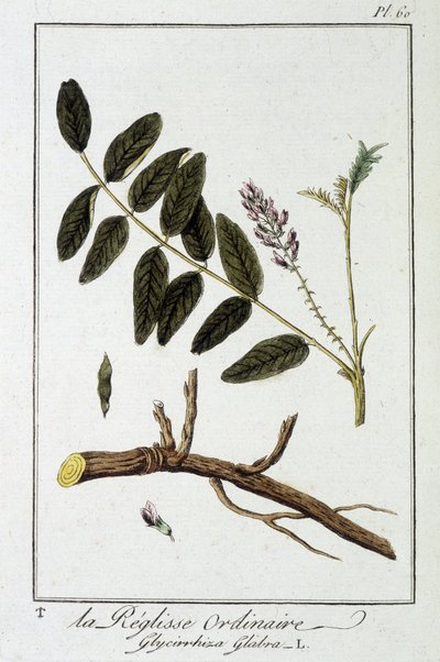 Glycirrhiza glabra - em "Exercises de botany à l