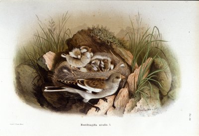 Ornitologia: um niverolle alpino perto do ninho de seus filhotes. de Unknown artist