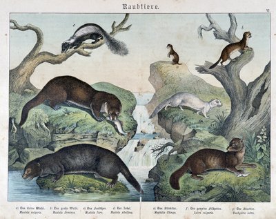 Lontras, furões, doninha... - em "Histórias naturais de mamíferos", Ed. Schreiber de Unknown artist