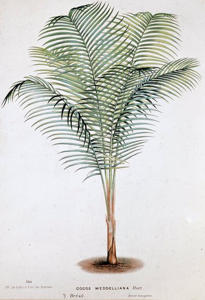 Palm Cocos Weddelliana (Brasil) - Tábua Botânica de Unknown artist