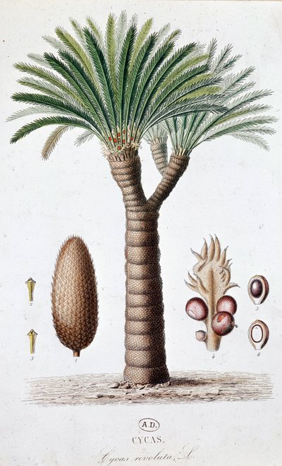 Palm Cycas Revoluta - Tábua Botânica de Unknown artist