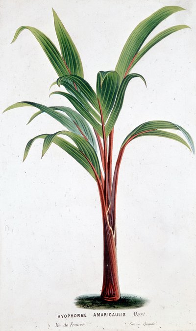 Palm Hyophorbe Amaricaulis (Maurício) - Tábua Botânica de Unknown artist