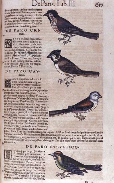Passerines in Historia Animalium de Conrad Gesner (1516 - 1565), Tiguri de Unknown artist
