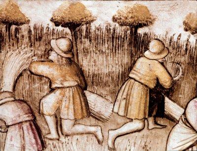 Camponeses que cortam carne Miniatura do códice 212 (ou códice padovano ou Bíblia de Pádua) 1390-1400 Rovigo, Accademia dei Concordi de Unknown artist