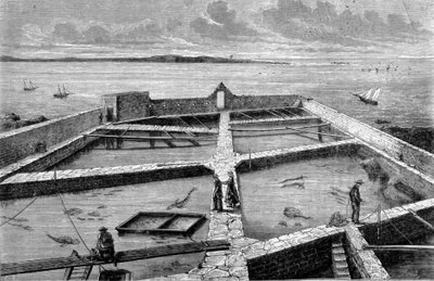 Piscicultura em Concarneau. Gravura a partir de 1860. de Unknown artist