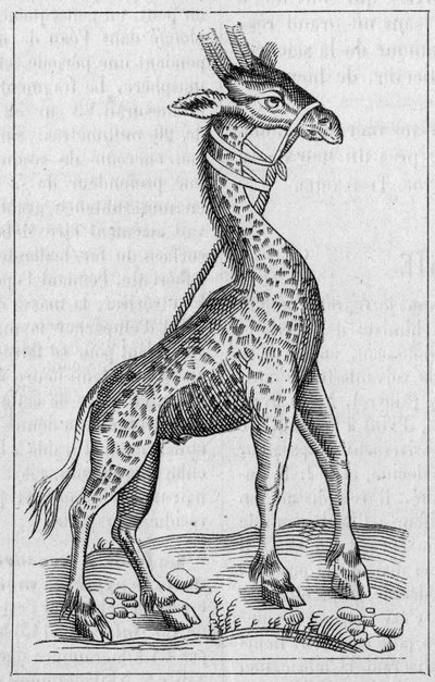 Retrato de uma girafa. (Depois de Pierre Belon de Unknown artist