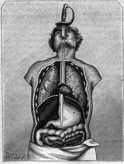 Posição ocupada pela lâmina no corpo de uma andorinha. Gravura em "La Nature: Revue des sciences et de leurs applications aux arts et a l