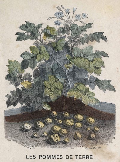 Batatas. Ilustração do século XIX. Coleção Bianchetti. de Unknown artist