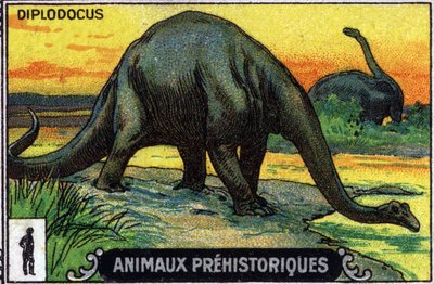Animal pré-histórico: um dinossauro diplodocus (cromo) de Unknown Artist