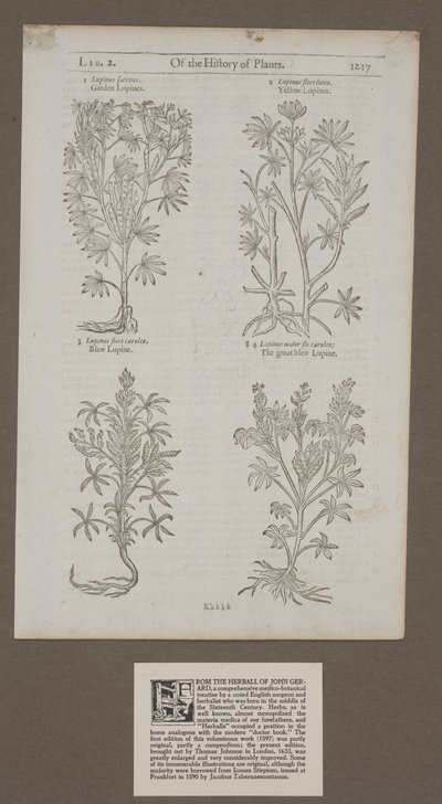 Impresso na página 1217 de &39;Of the History of Plants, Herbal de John Gerard&39; de Unknown artist