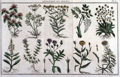 Provisões de flores: em "Flora Françoise, ou uma breve descrição de todas as plantas que crescem naturalmente em França, organizadas de acordo com um novo método de análise ao qual anexamos a citação das suas virtudes menos equívocas na medicina e o seu us de Unknown artist