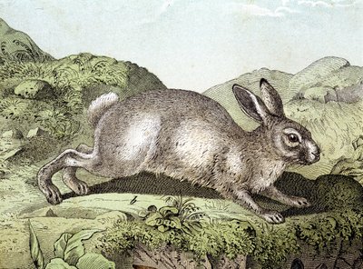 Coelho - em "História Natural dos Mamíferos", ed. Schreiber de Unknown artist