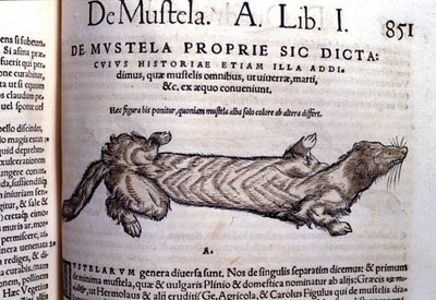 Representação de uma mustella (família de mustelídeos) relacionada com a doninha - em Historia Animalium por Conrad Gesner (1516 - 1565), Tiguri de Unknown artist