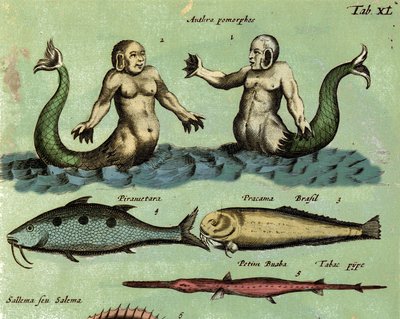 Representação de uma sirene e de um tritão, uma fantástica criatura marinha descrita num atlas da zoologia. Detalhe. Século XVII. de Unknown artist